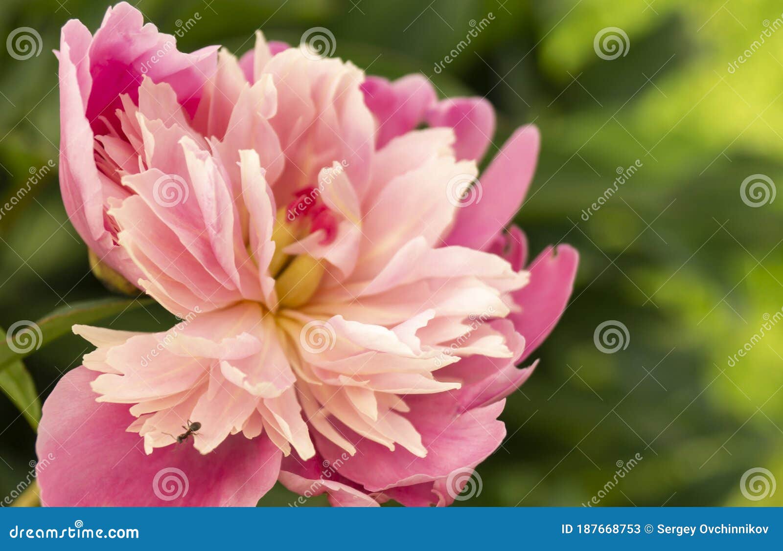 Peonía Rosa En El Lecho Solar De Flores En Primavera Imagen de archivo -  Imagen de pétalo, hermoso: 187668753