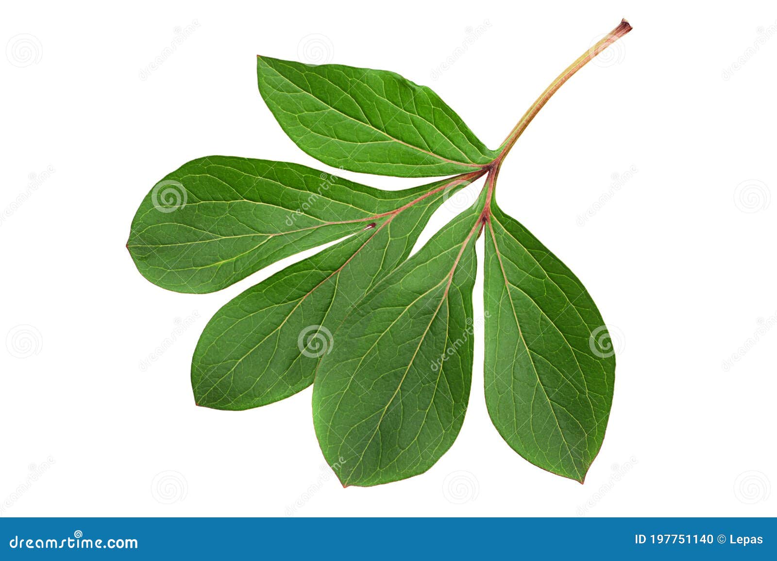 peon flower leaf