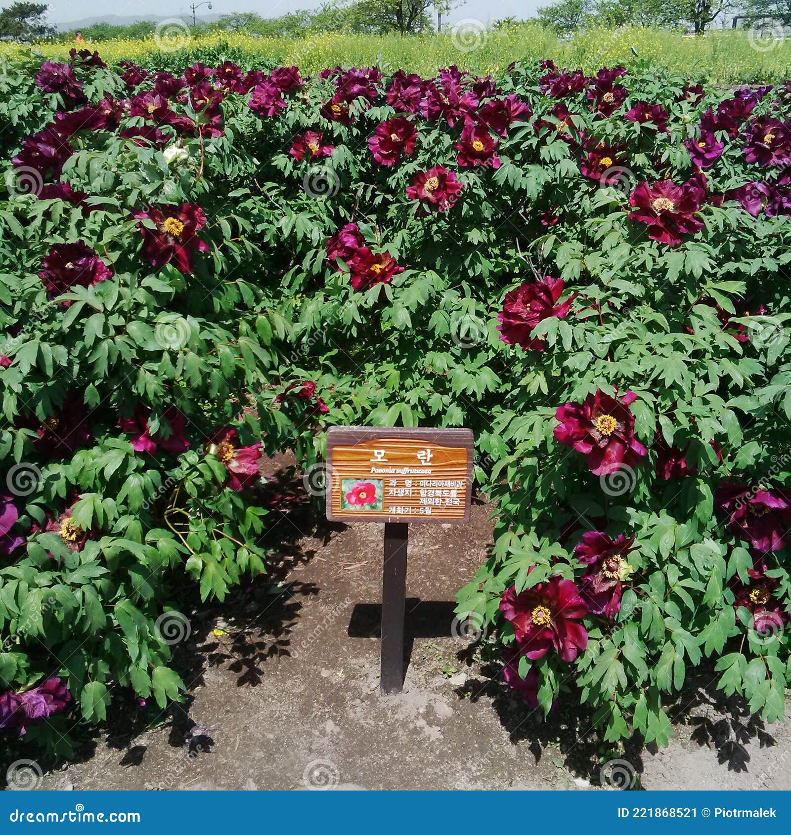 peonia sufruticosa in gyeongju in korea