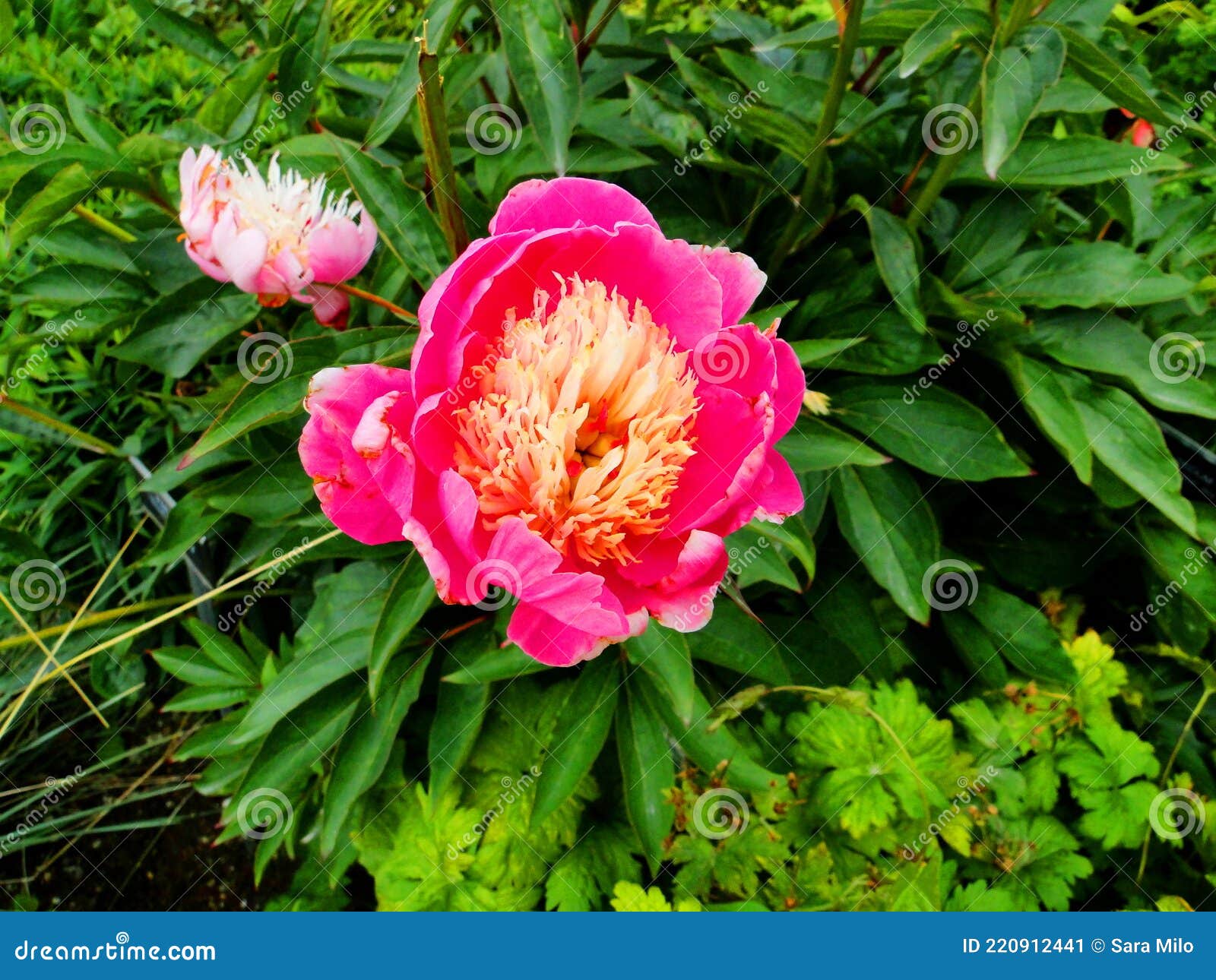 peonie bowl of beauty pink peonia rosa