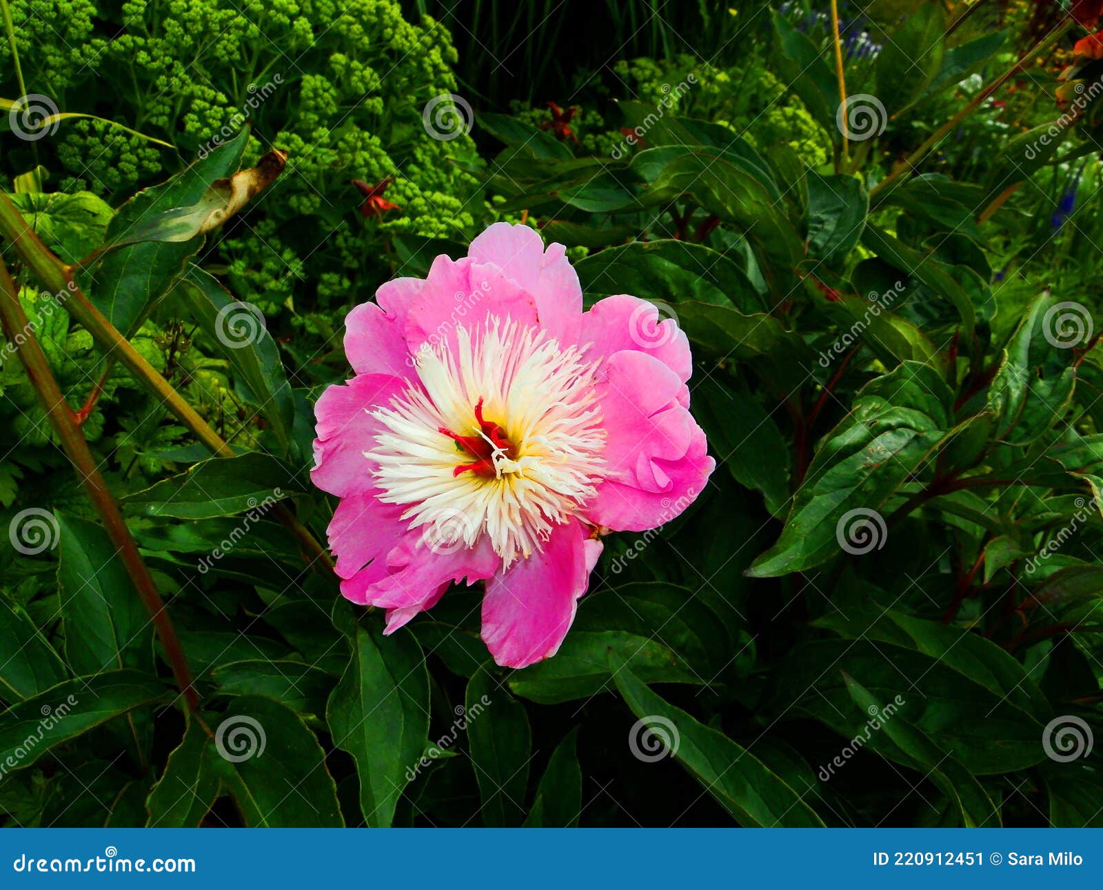 peonie bowl of beauty pink peonia rosa