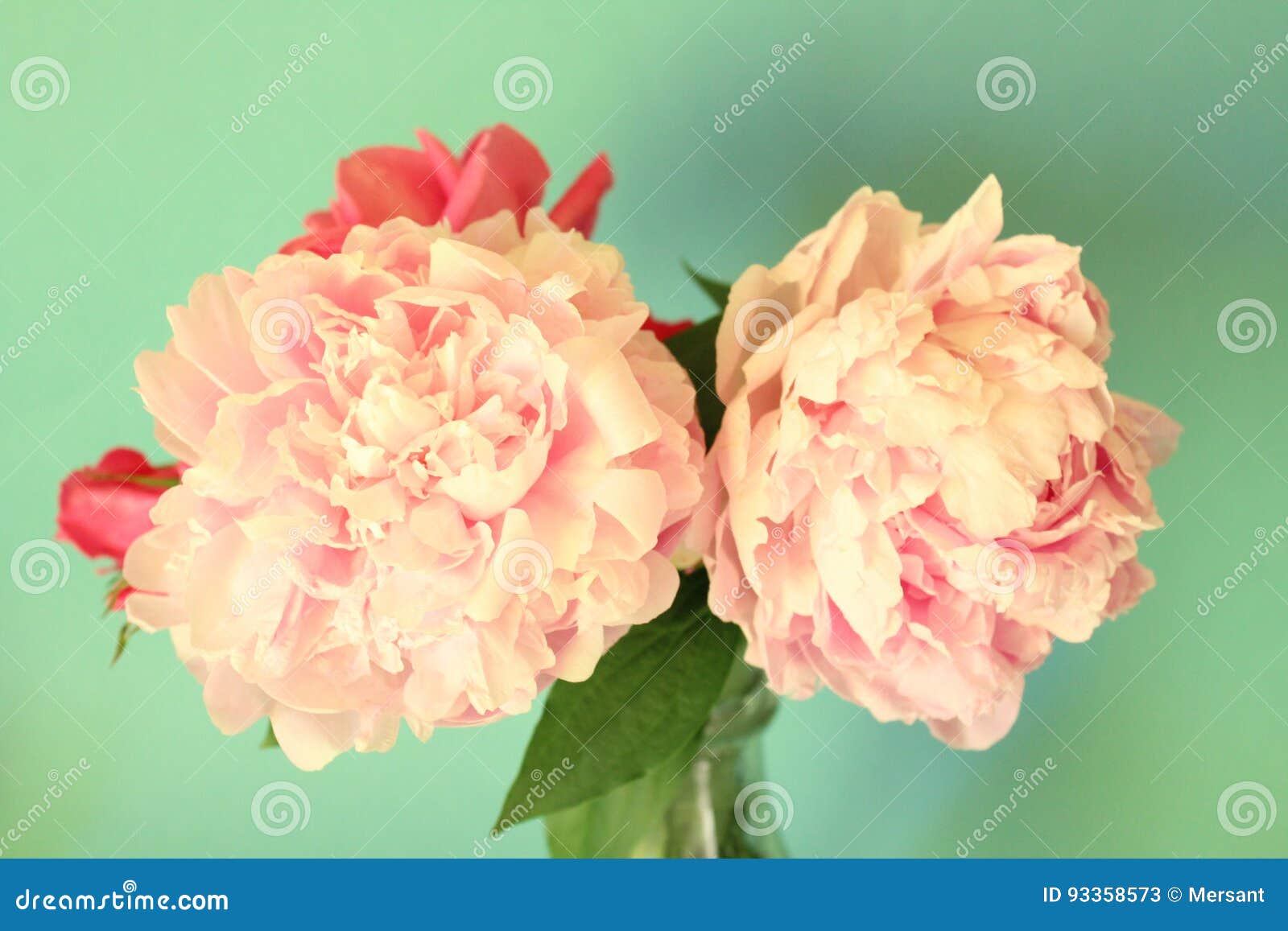 peonies