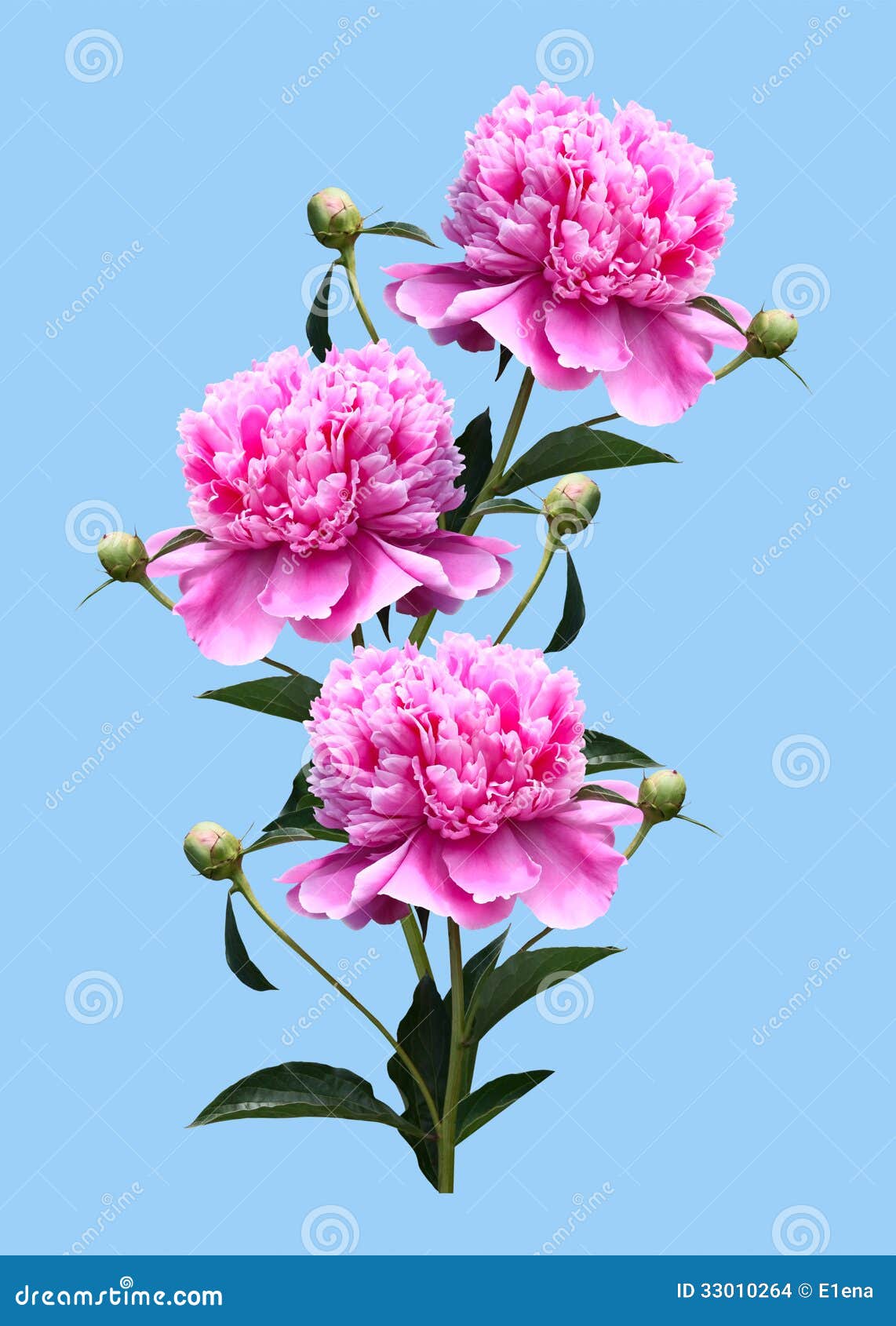 Peonies on a blue background. Bouquet of pink peonies isolated on a blue background