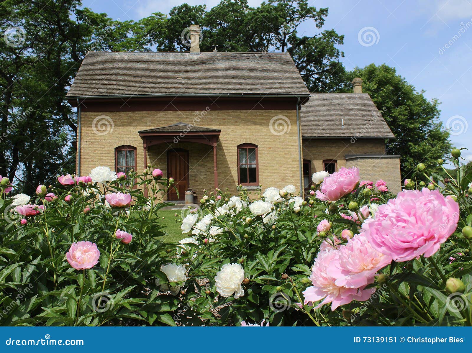 Peonies in Front of an Old House Stock Image Image of brown, brush