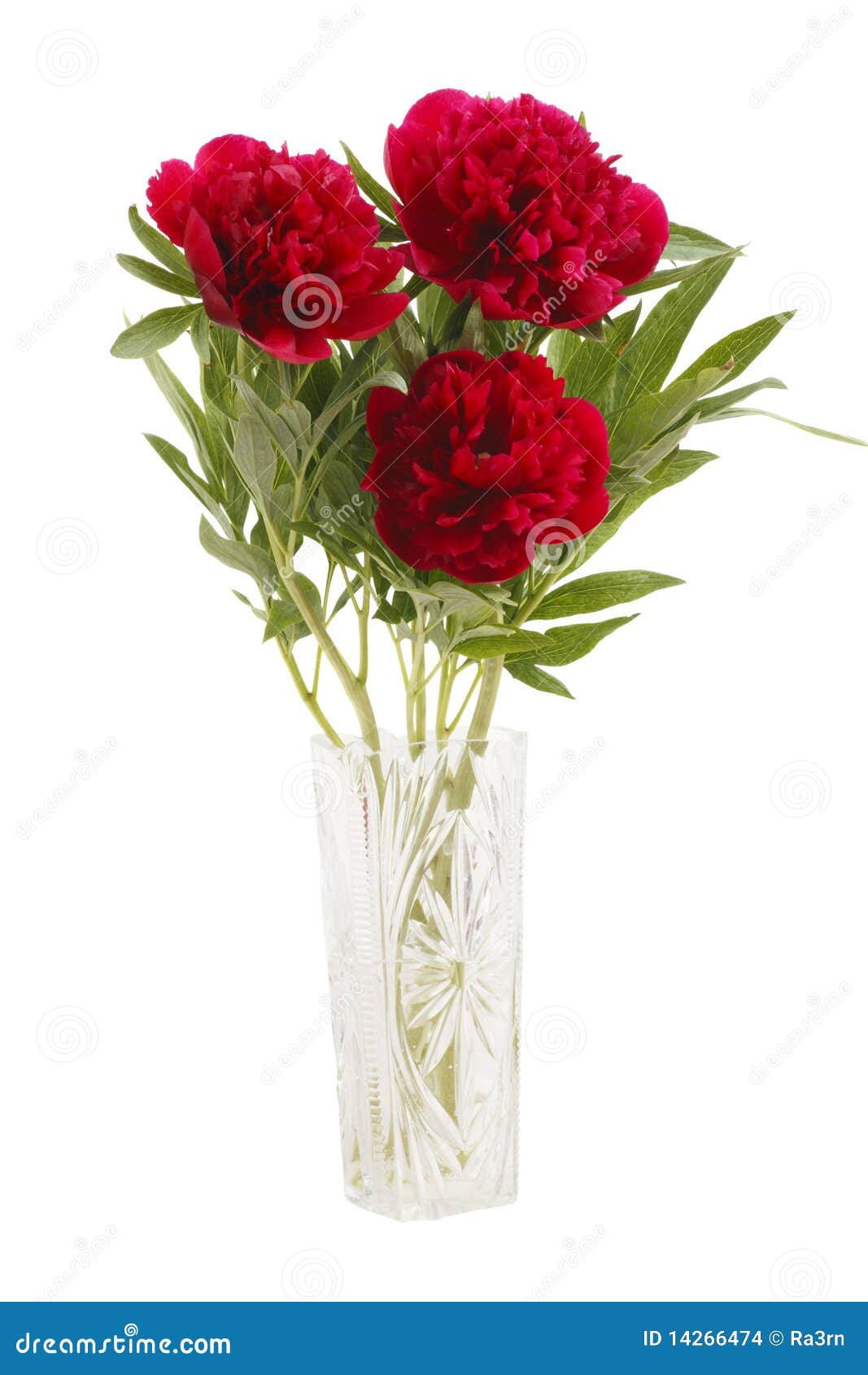 Peonies in a glass vase stock photo. Image of bouquet 14266474