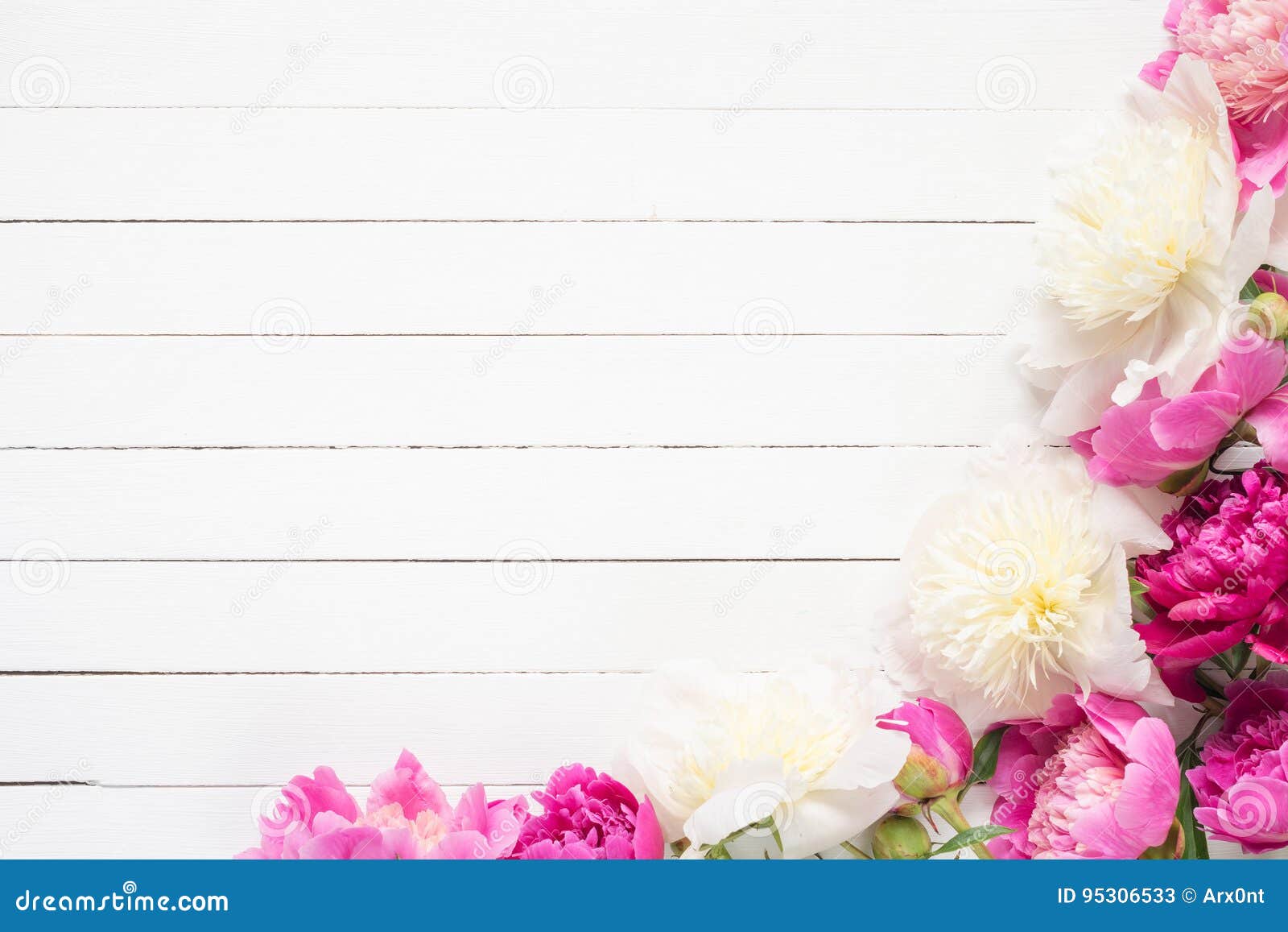 peonies on white, floral frame / background