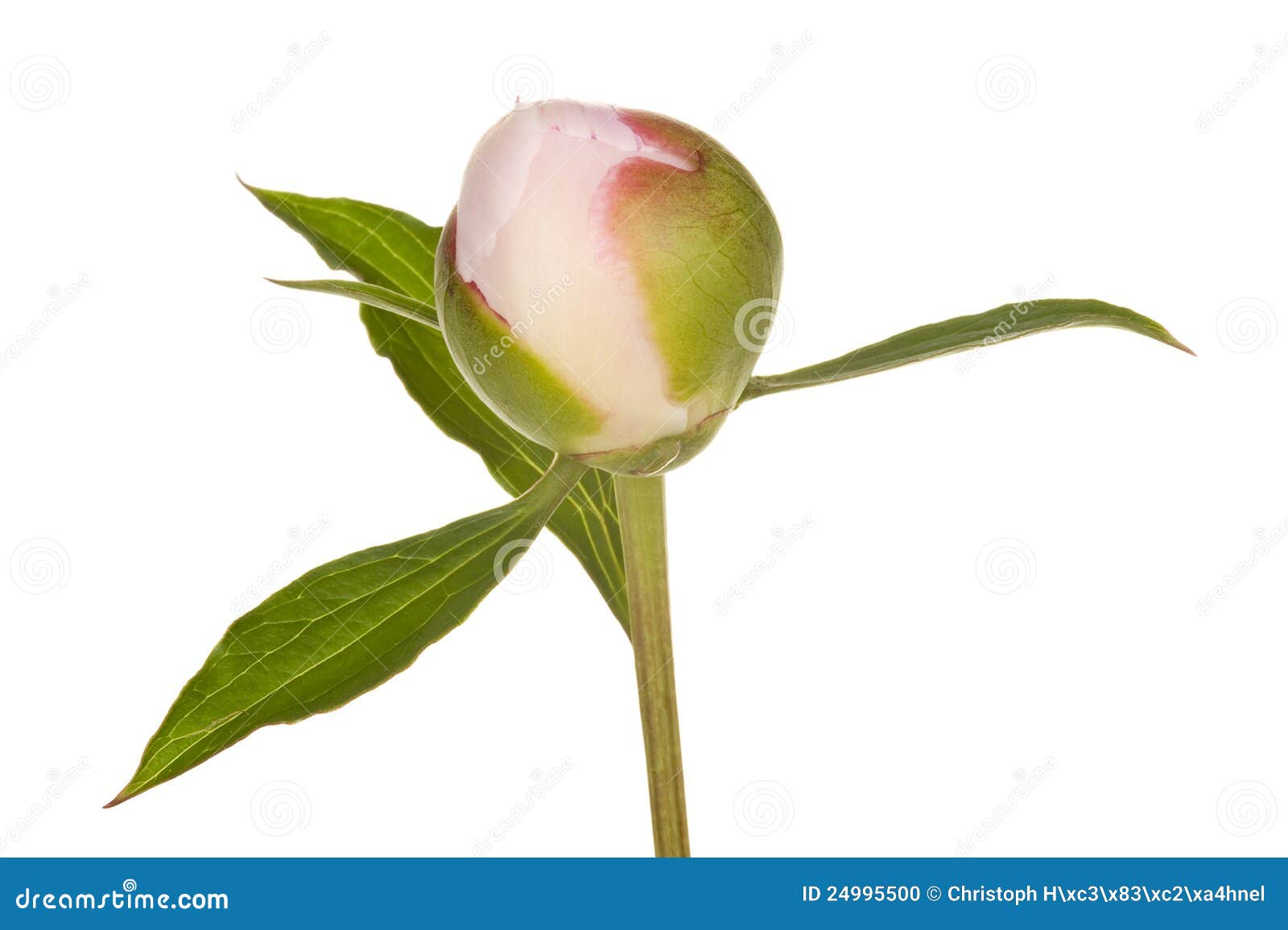 Peony (1. growth period) stock photo. Image of isolated - 24995500