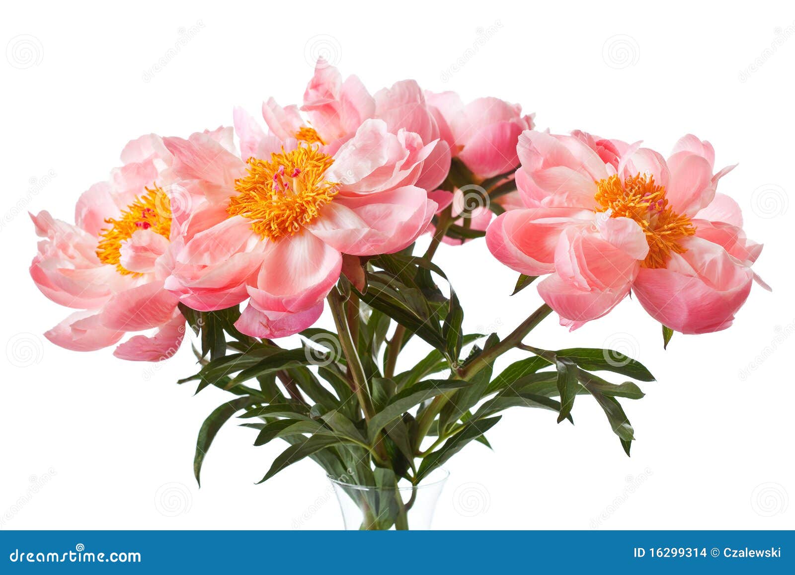 Peony Blossoms Isolated On A White Background Stock Photo Image of