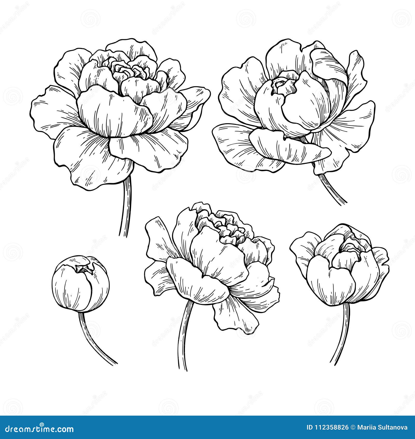 peony botanical drawing.  hand drawn engraved flower set.