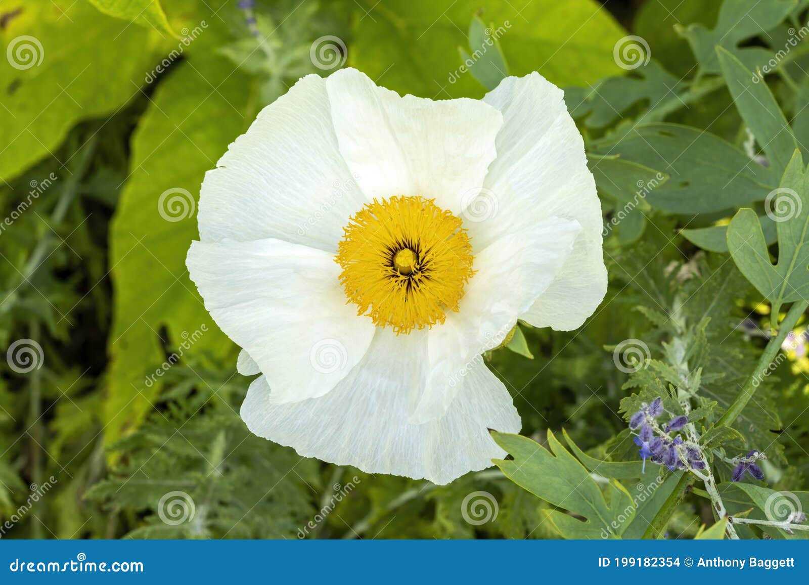 Peony Claire De Lune Paeonia0 Stock Photo Image Of Paeonia0 Background