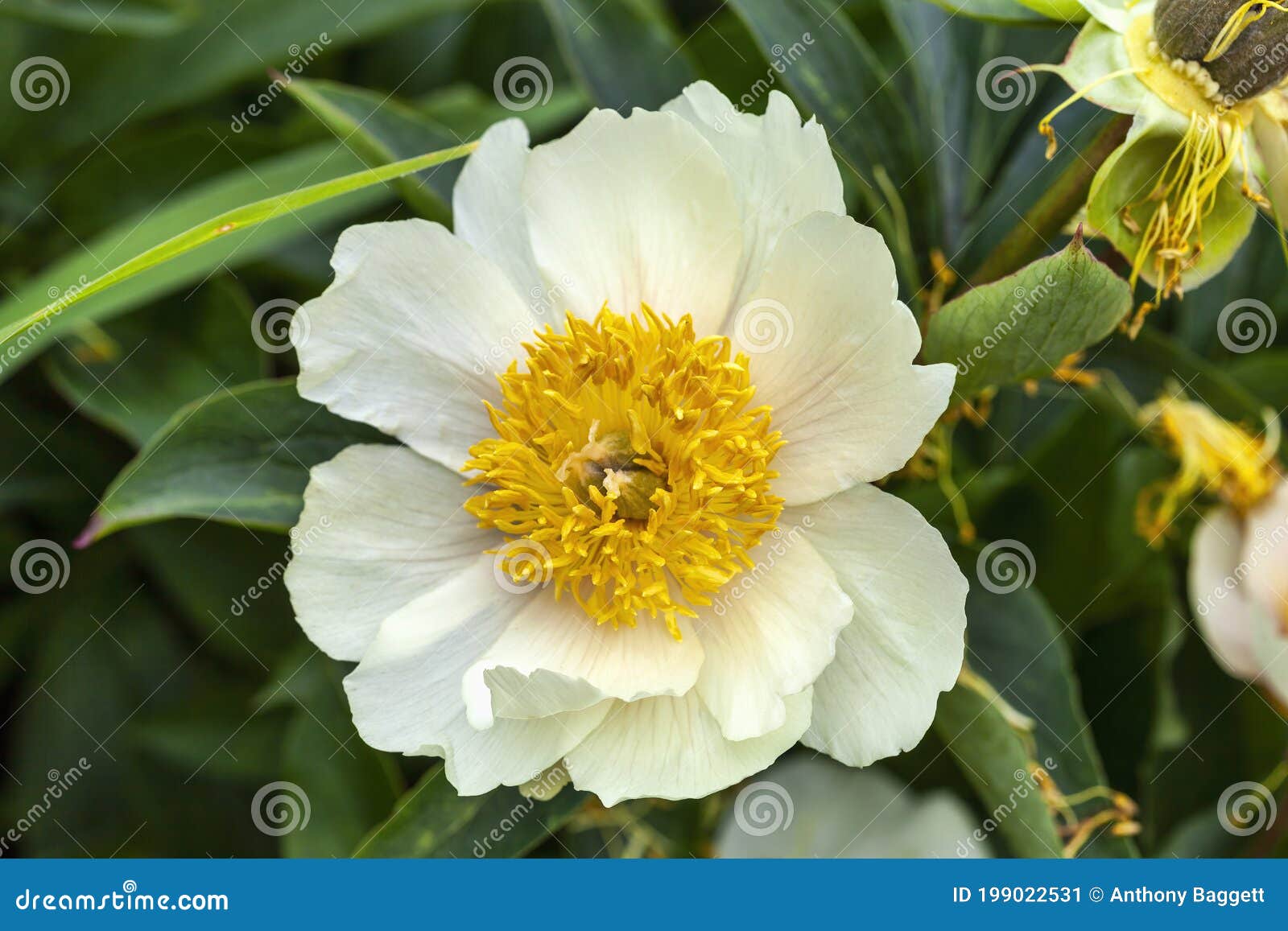 Peony Claire De Lune Paeonia Stock Image Image Of Flora Formal
