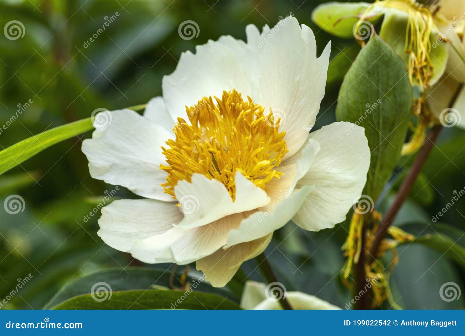 Peony Claire De Lune Paeonia0 Stock Photo Image Of Gardening Background