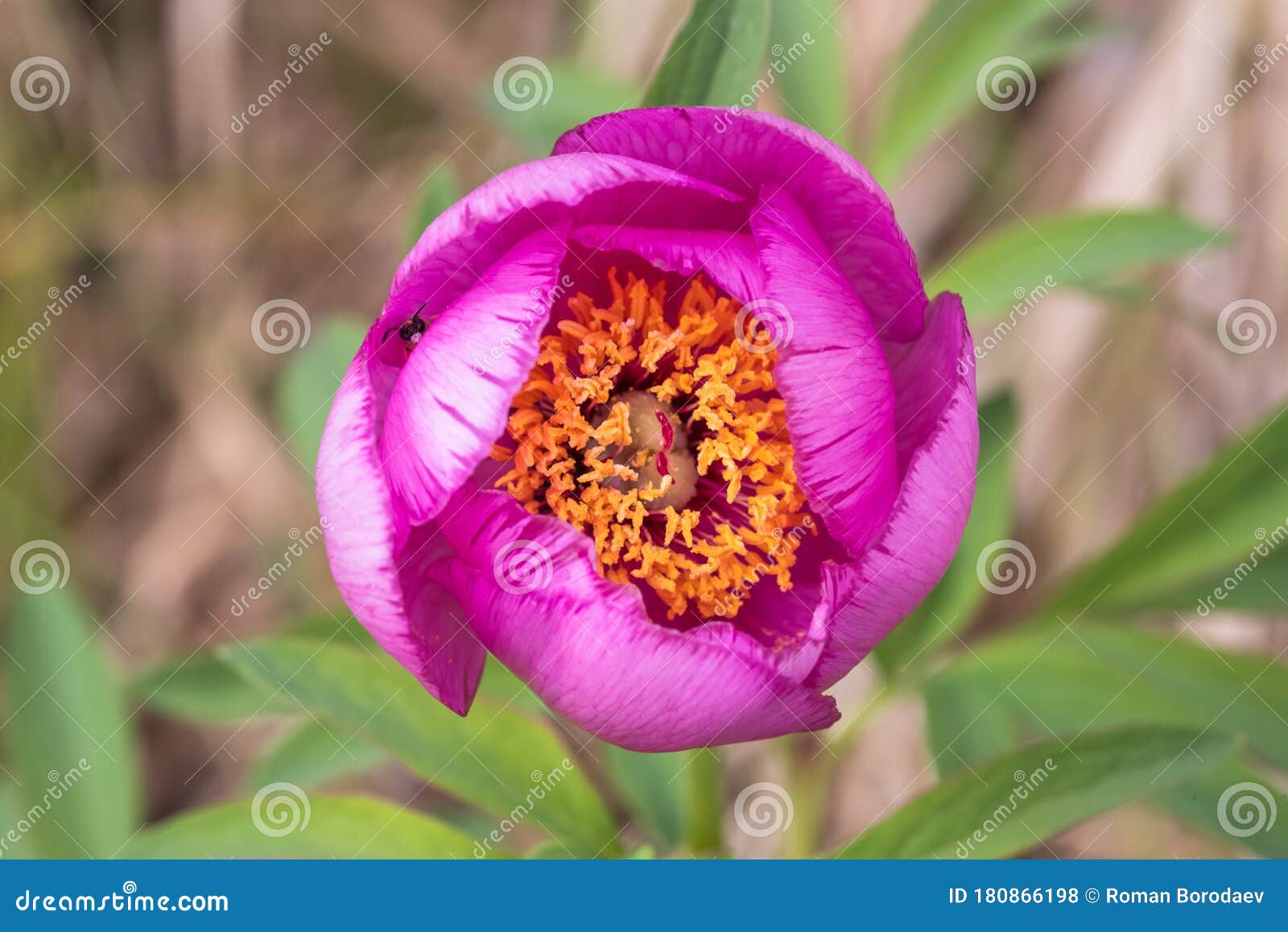 pink peony wild flower peonies flowers peonie paeonia paeony peon garden wedding yellow bush purple blossom single peonia close up