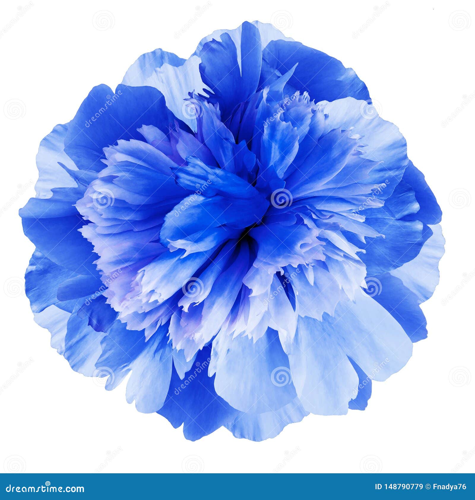Peony Flower Blue On A White Isolated Background With Clipping Path