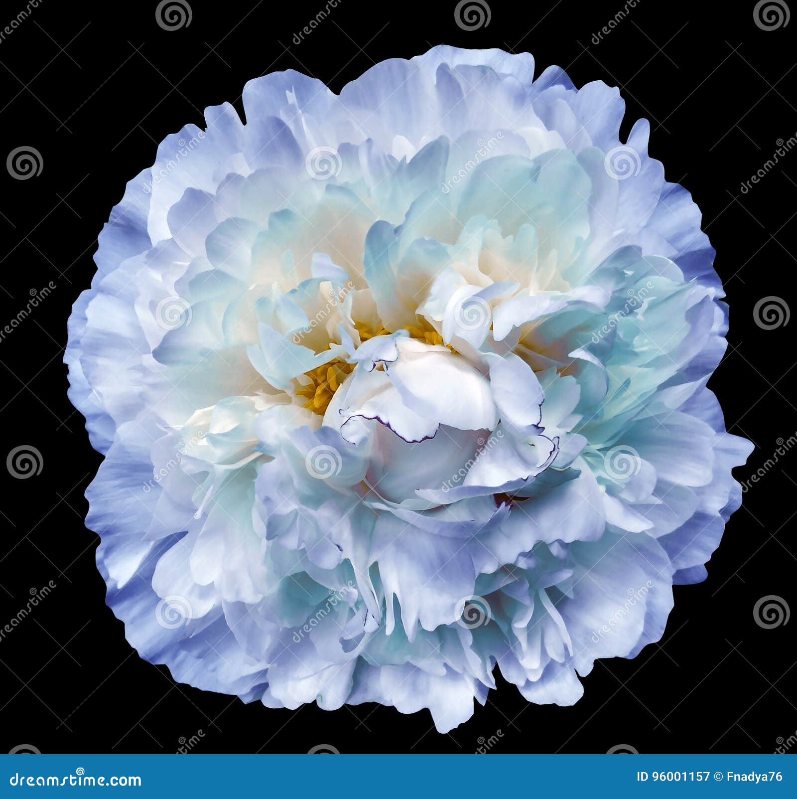 Peony Flower Blue White Turquoise On The Black Isolated Background With Clipping Path Nature Closeup No Shadows Stock Image Image Of Flora Clipping 96001157