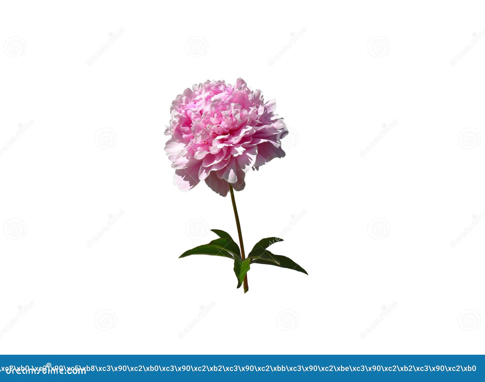 the peony flower is highlighted on a white background.