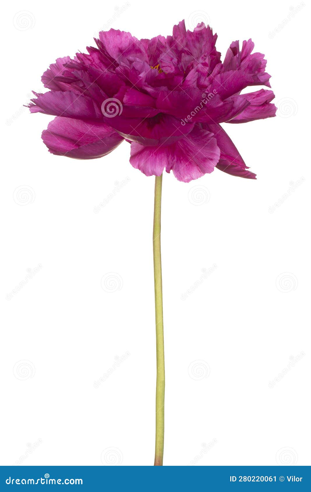 peony flower 