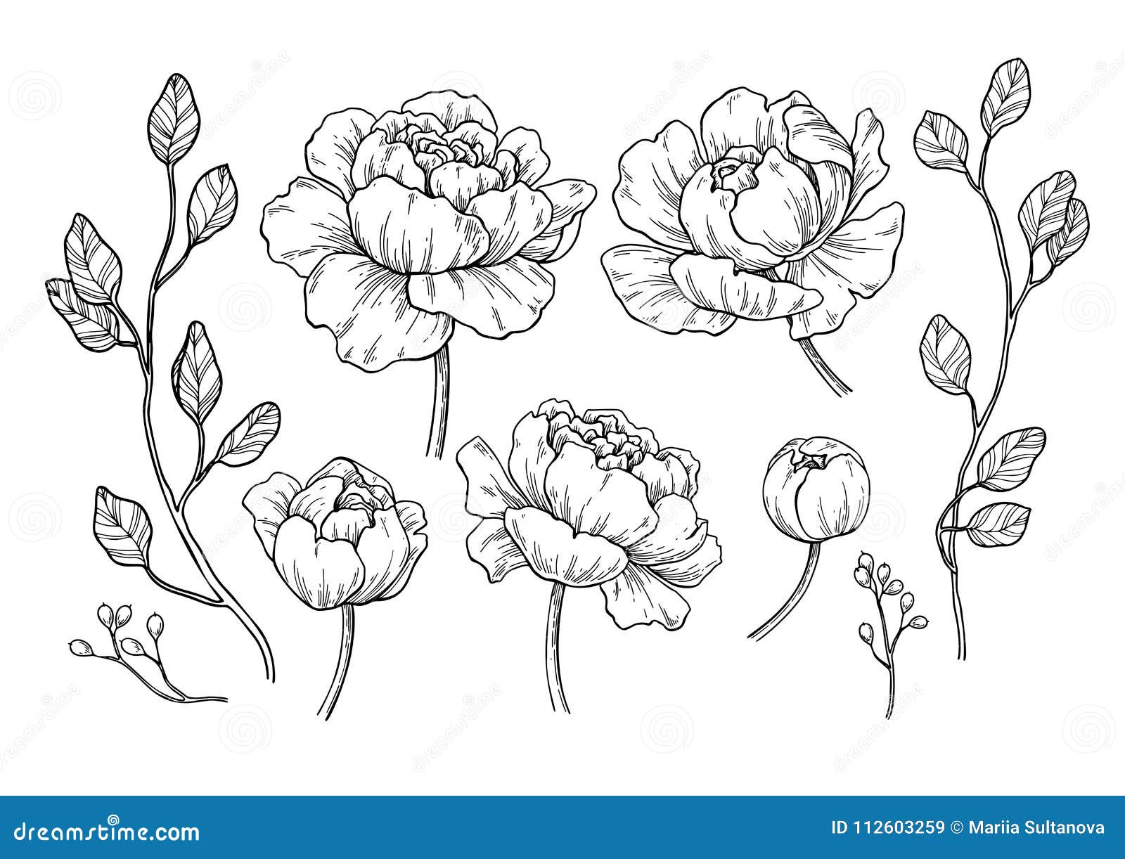 peony flower and leaves drawing.  hand drawn engraved flor