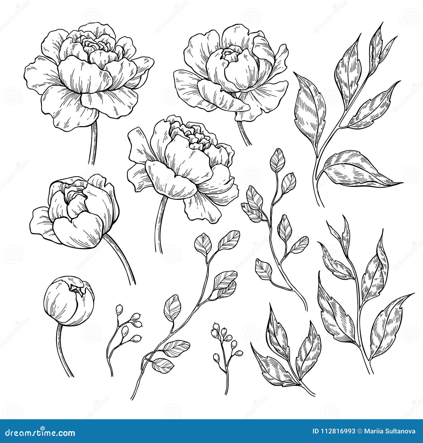 Flower Drawing Vectors  Free Illustrations Drawings PNG Clip Art   Backgrounds Images  rawpixel