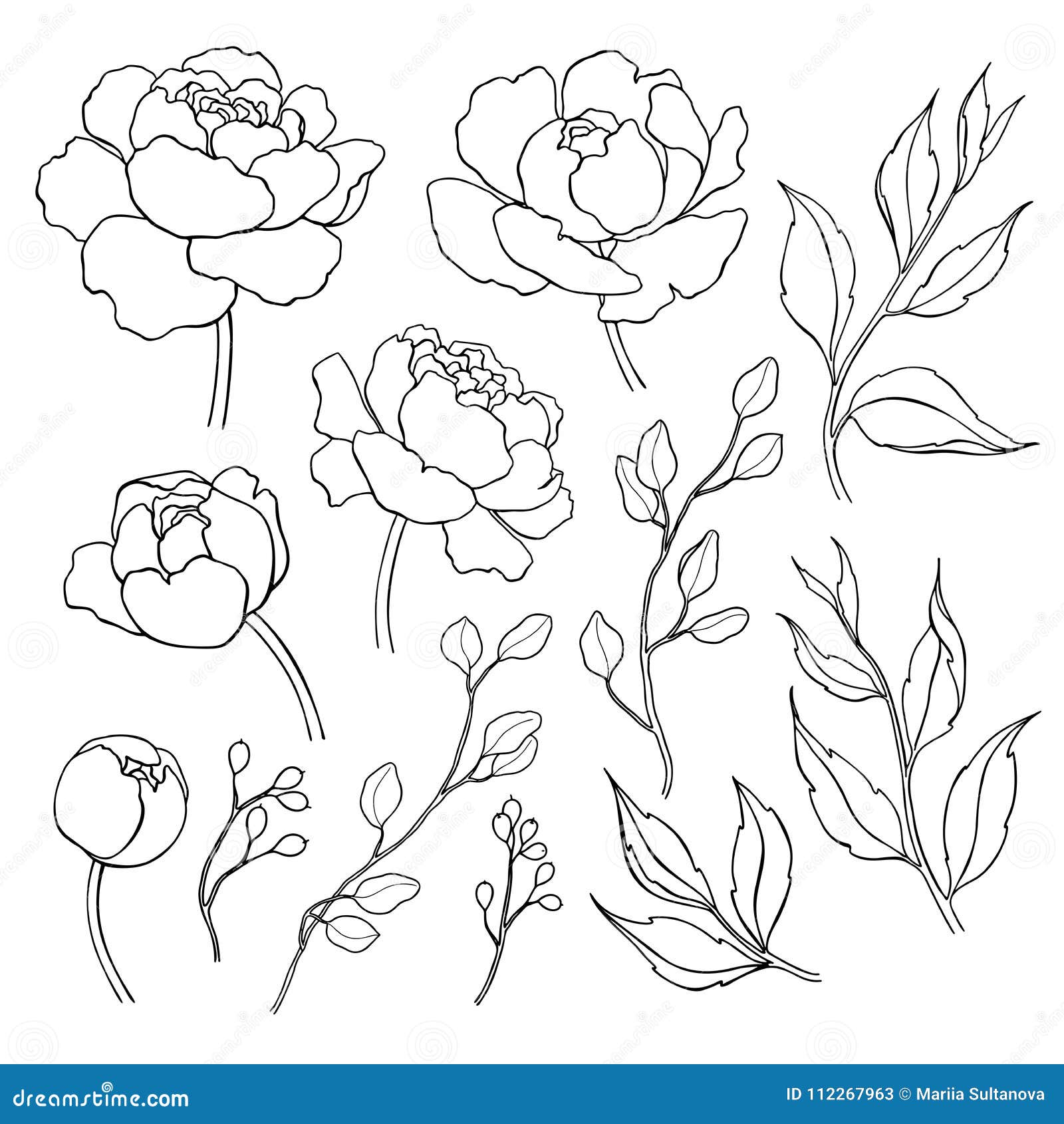 peony flower and leaves line drawing.  hand drawn outline