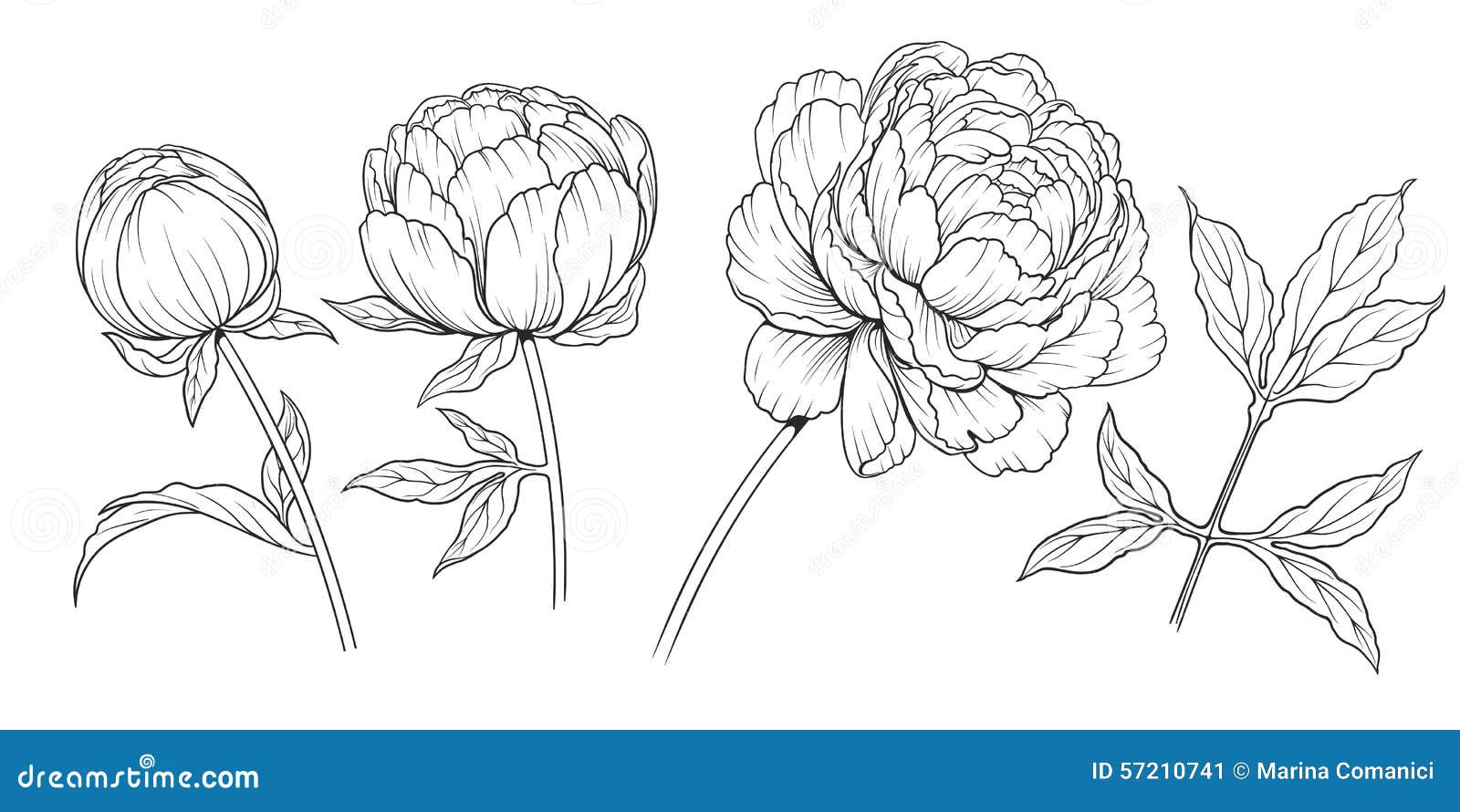 Peony Gr Stock Vector - Image: 57210741