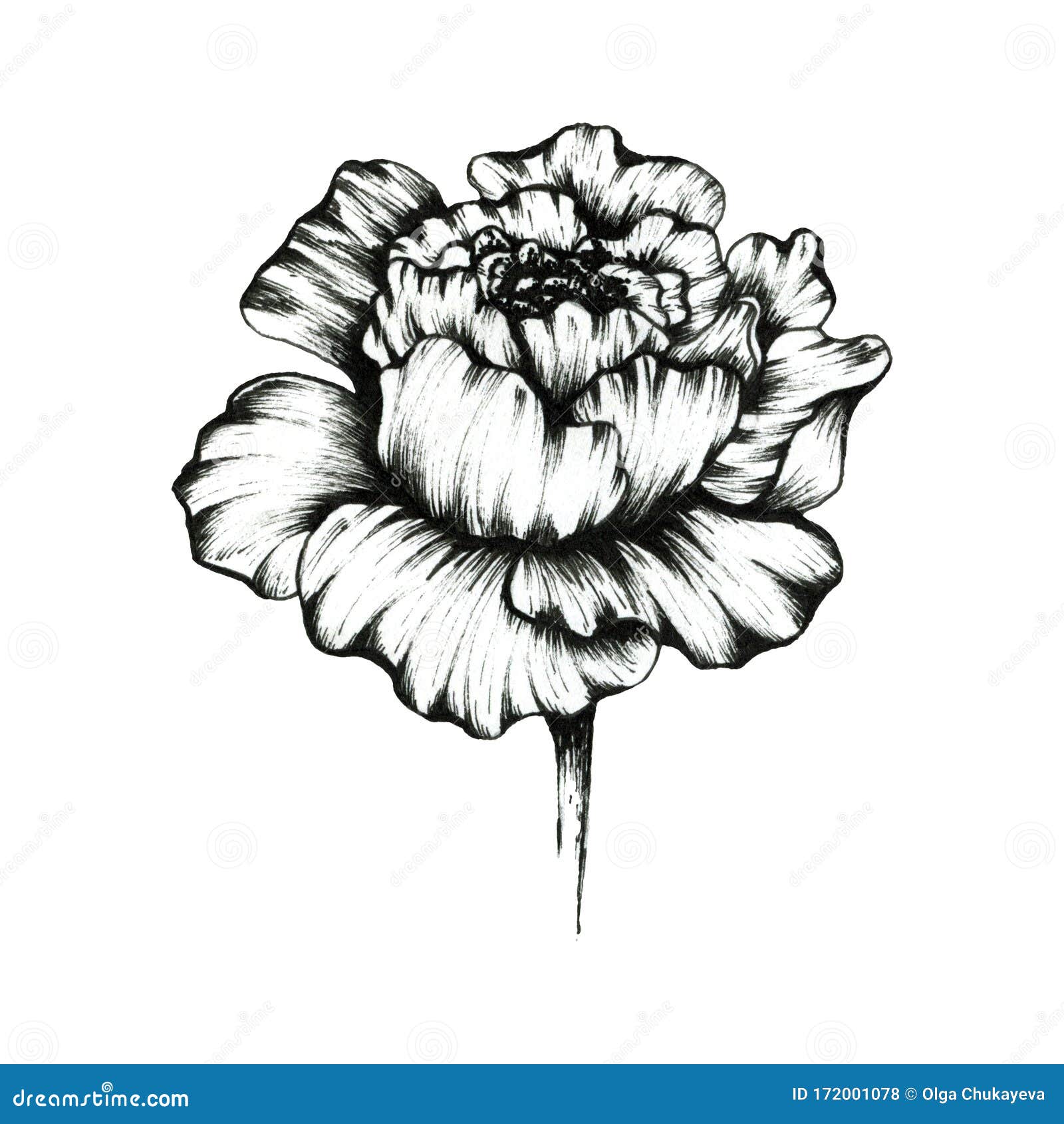 Premium Vector  Peony flower white black line logo sketch tattoo wedding