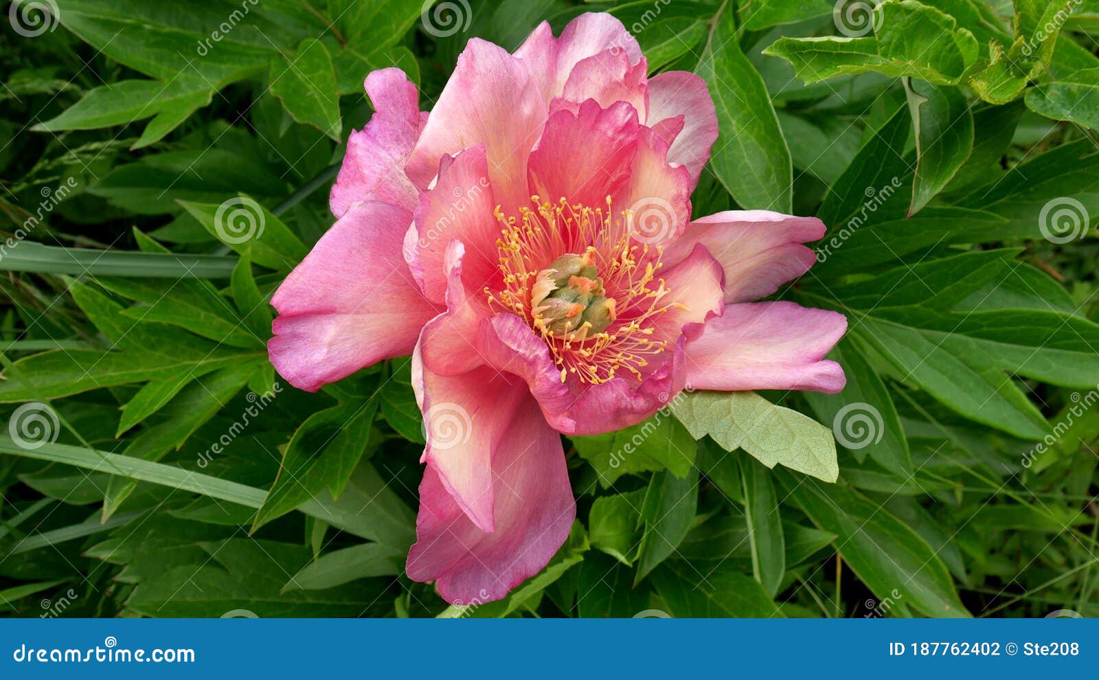 peony ito hybrid cultivar julia rose