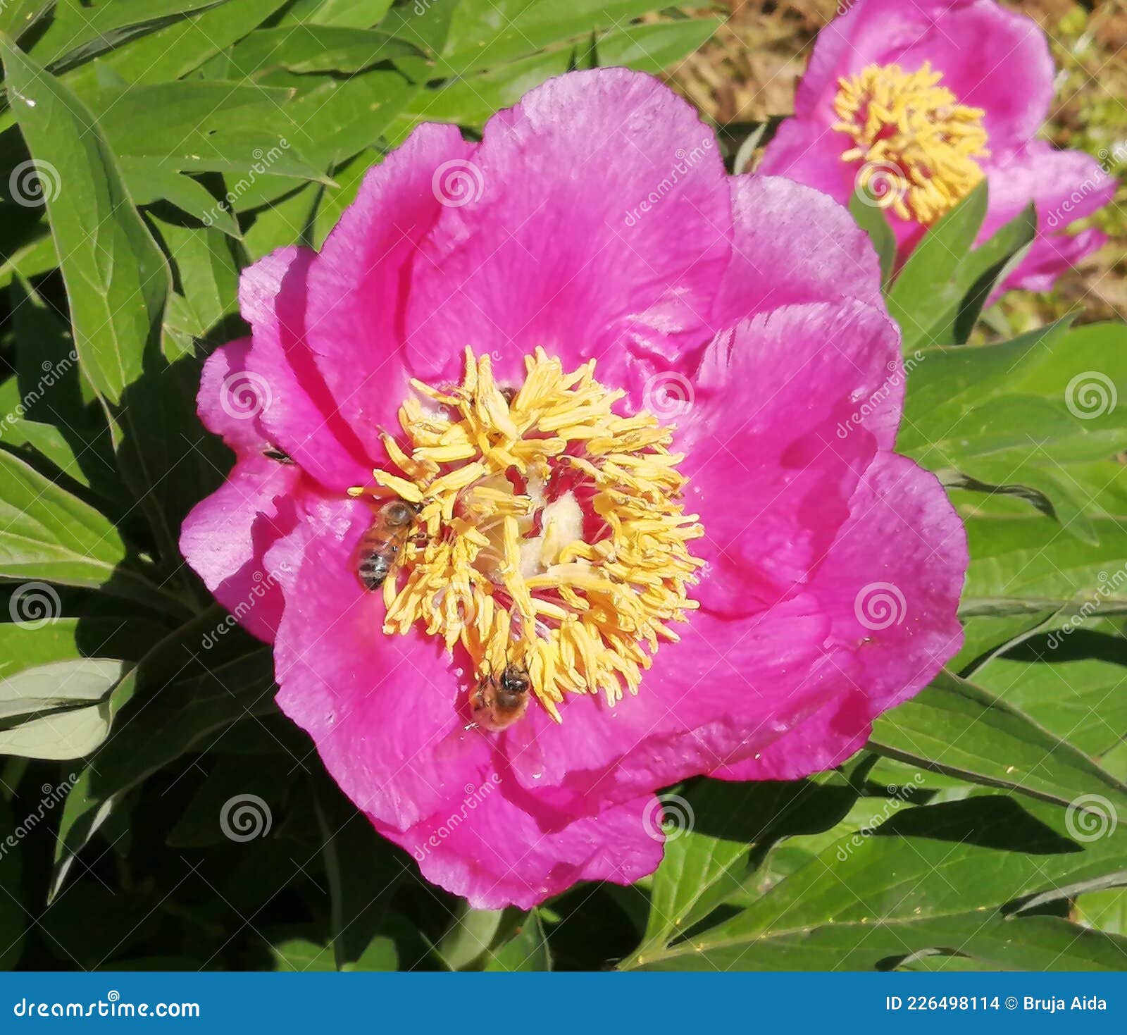 peony-paeonia-botanical garden.macea,arad county,romania