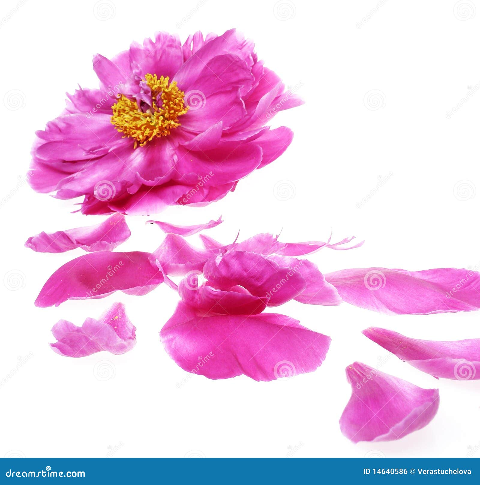 Peony and petals stock photo. Image of flower, natural 14640586