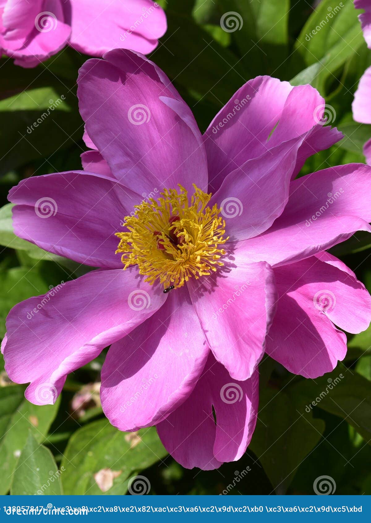 Paeonia Lactiflora Scientific Name: Paeonia Lactiflora ... Paeonia Lactiflora Scientific Name: Paeonia Lactiflora ...