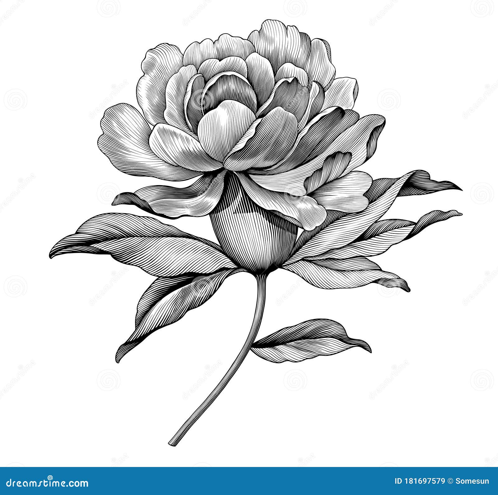 peony rose flower vintage black and white botanical victorian . engraved  floral retro botany pattern. filigree