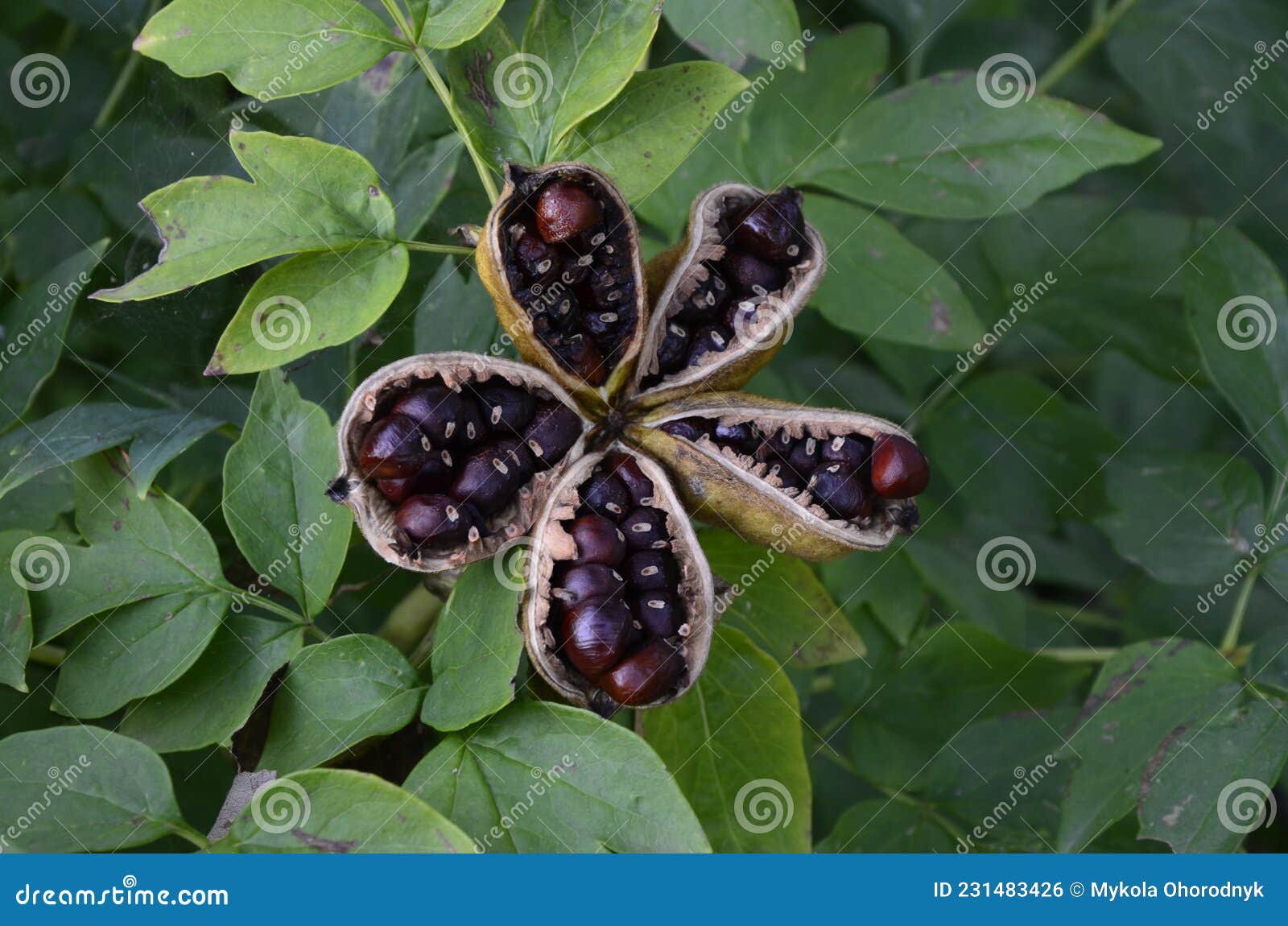 Peony Seed Pods with Popping Black Seeds Stock Photo - Image of closeup,  gardening: 231483426