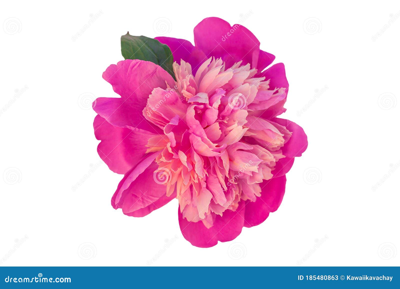 Peony Single Flower Isolated On White Background Beautiful Blooming Flowers Clipart For Floral Design Pattern Rose Plant Stock Image Image Of Colour Beauty 185480863