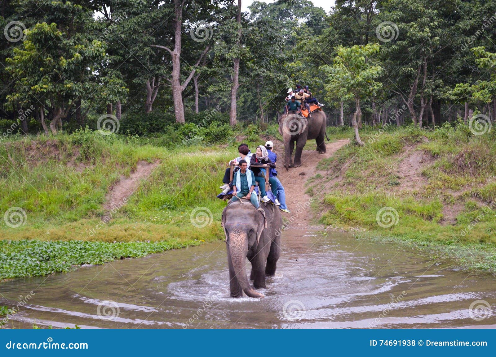 People Enjoying Elephant Ride Editorial Stock Photo - Image of travel