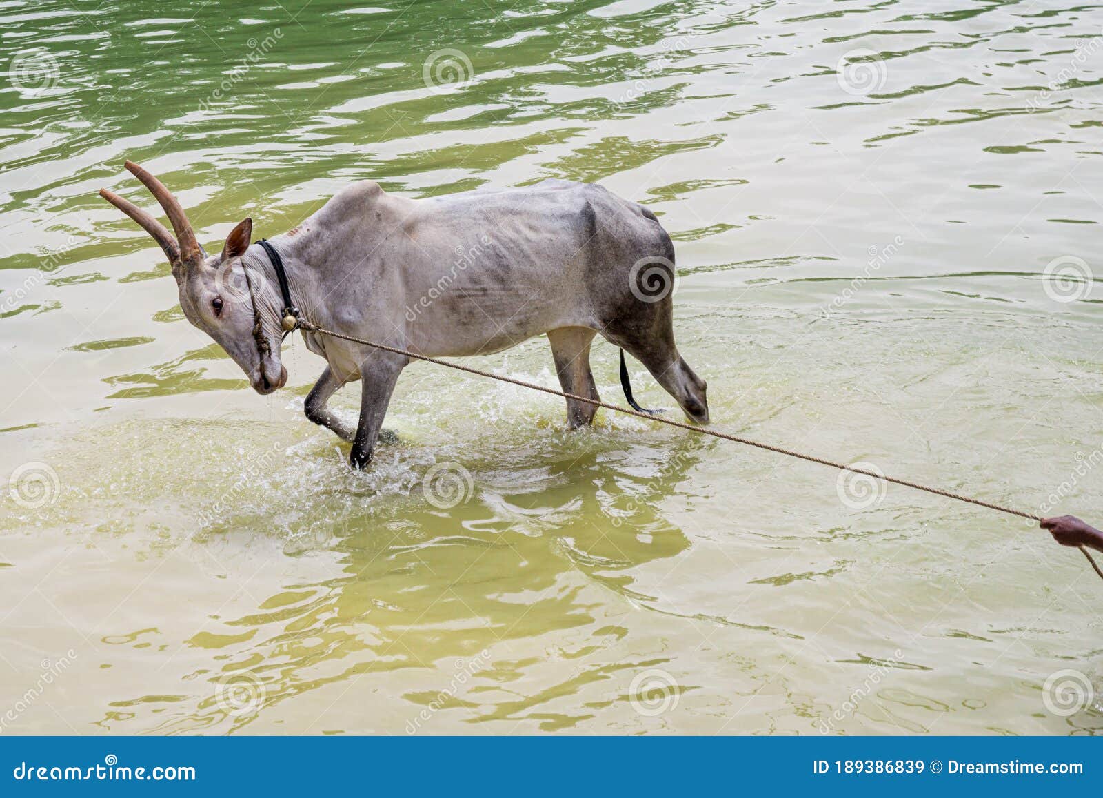 People for the Ethical Treatment of Animals Stock Image - Image of rights, tame: 189386839 People for the Ethical Treatment of Animals Stock Image - Image of rights, tame: 189386839