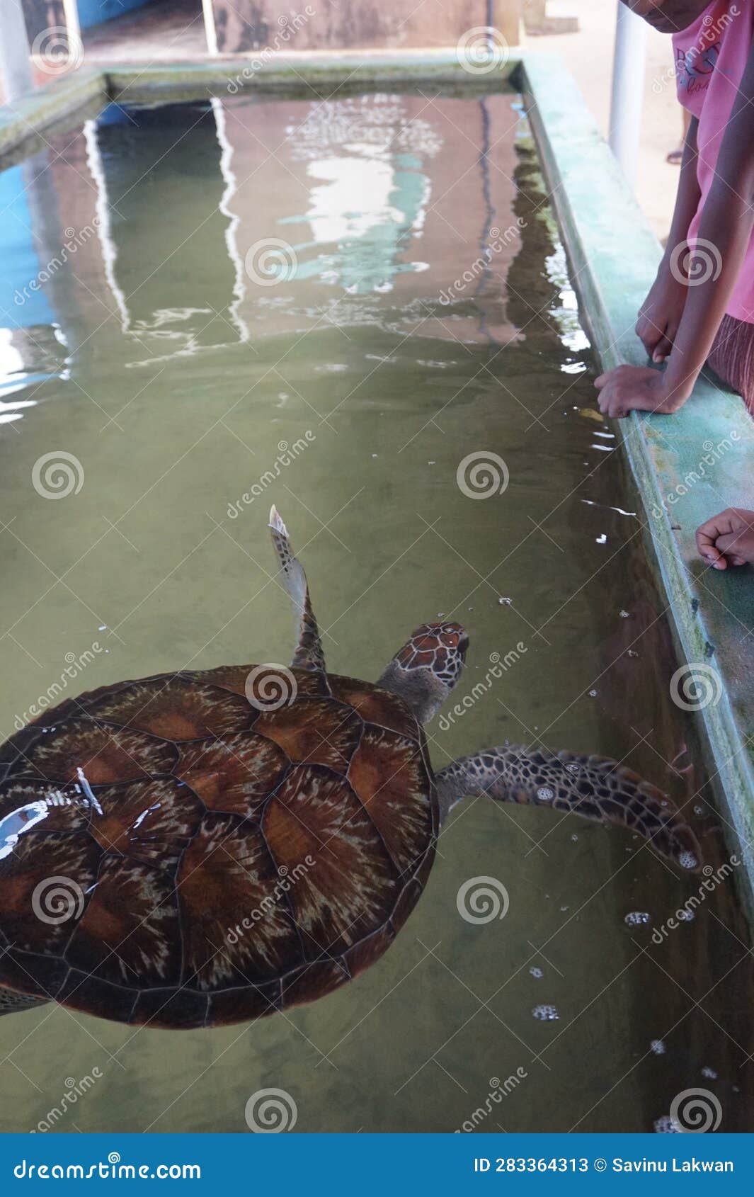 people looking at a turtle in a turtle reservation center.