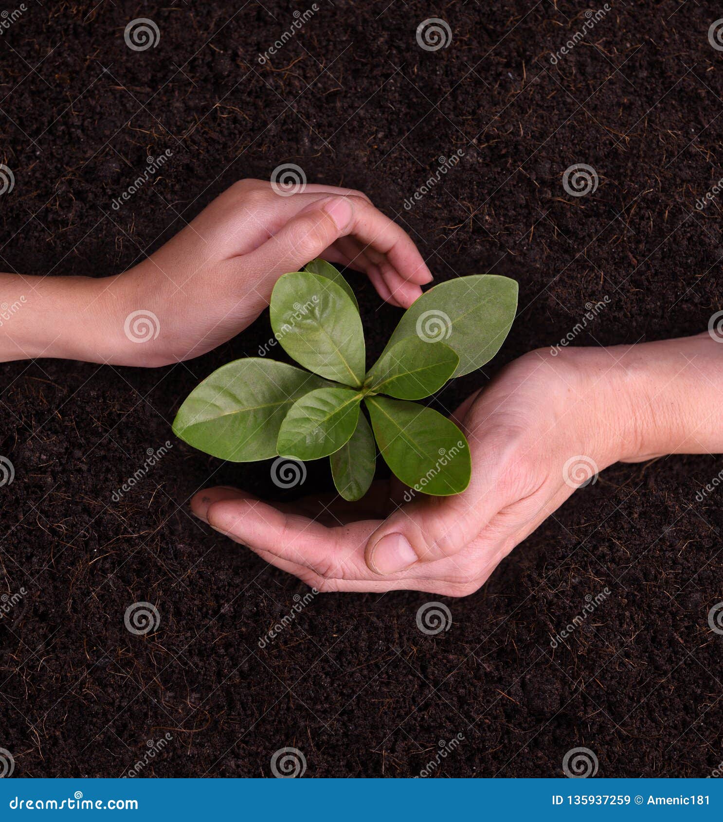 people`s hands cupping protectively around young plant