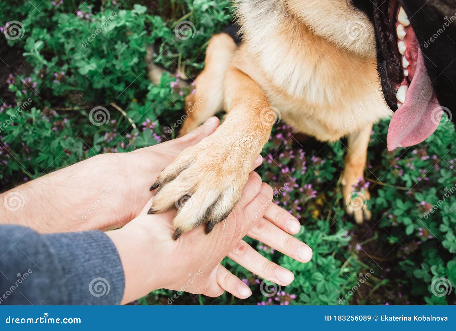 the happy dog paw