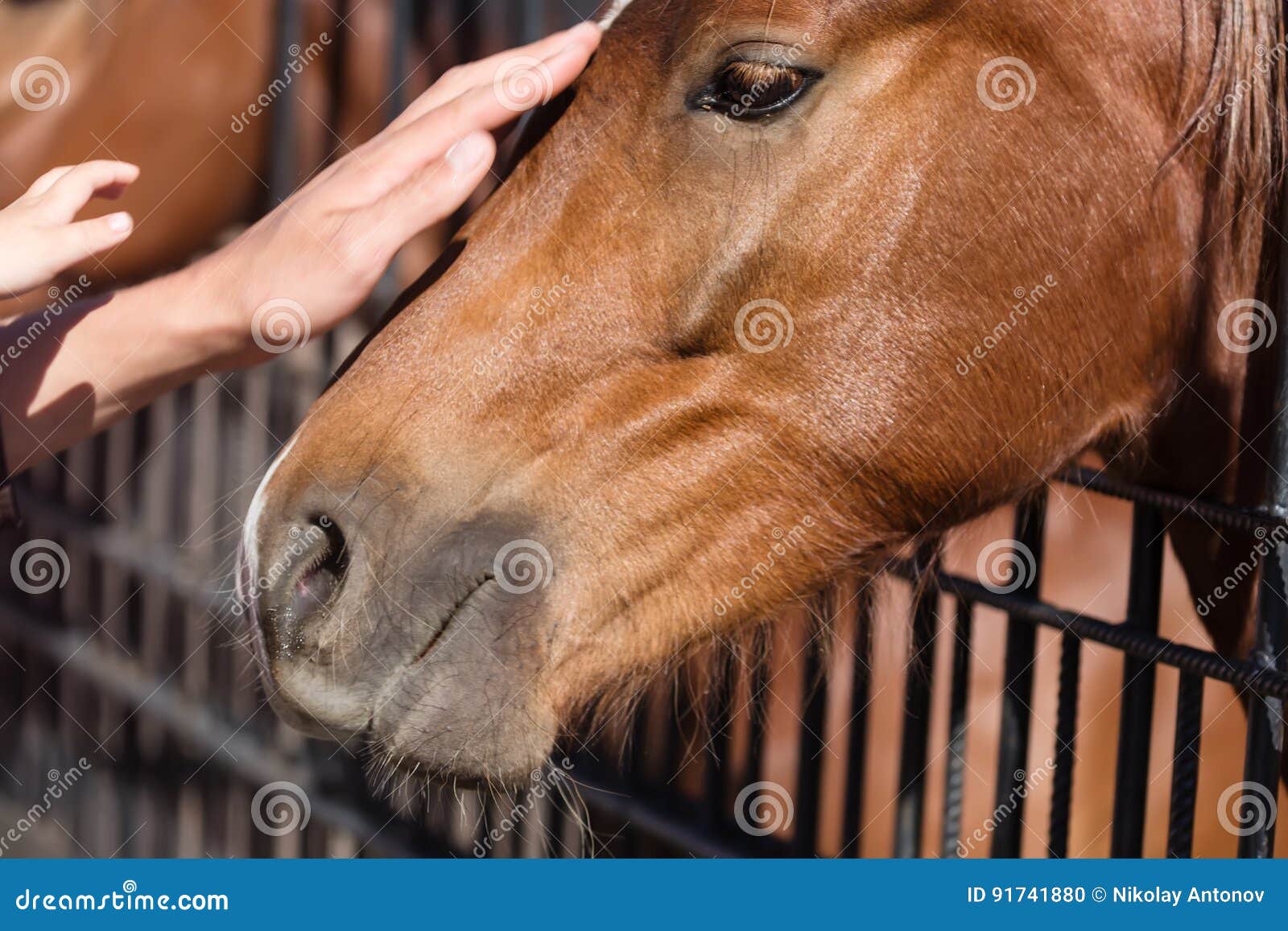 People Stroking Horse Head at the Zoo Stock Photo Image of jogging