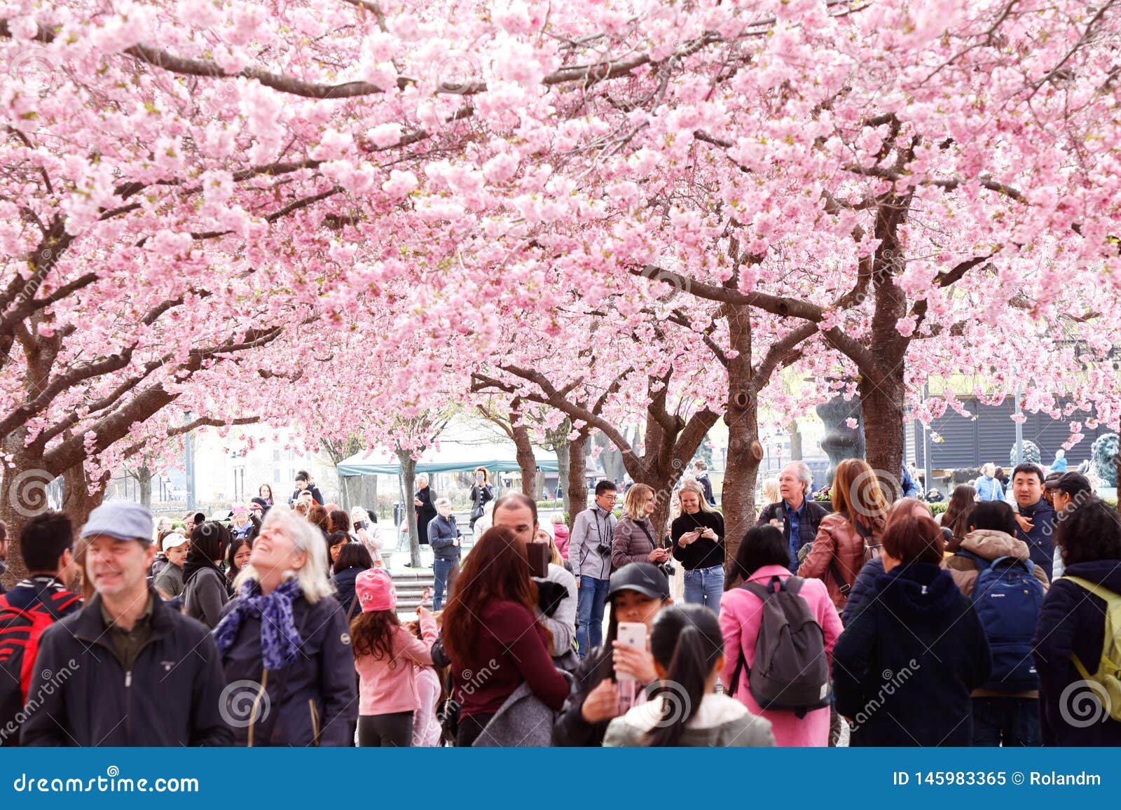 People Under Blooming Cherry Trees Editorial Image - Image of ...