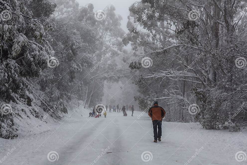 People Walking and Tobogganning Up the Snow Covered Road on Mount Donna Buang Editorial
