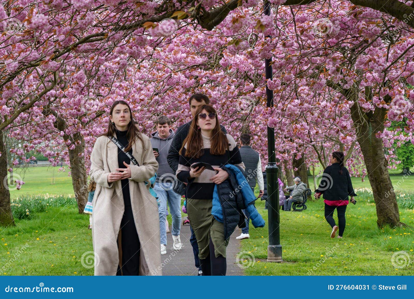 People Walking Under Pink Cherry Blossoms on the Stray in Harrogate ...