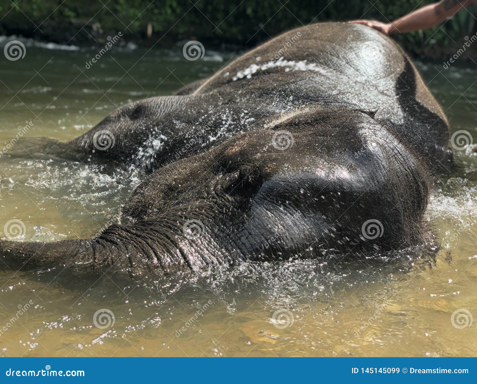 People Wash a Young Elephant in a Tropical River Stock Image Image of