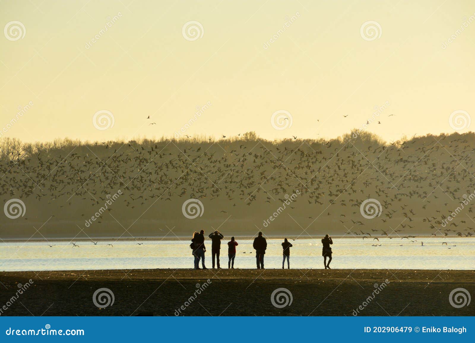 people are watching the thousands of wild geese overwinter on the lake