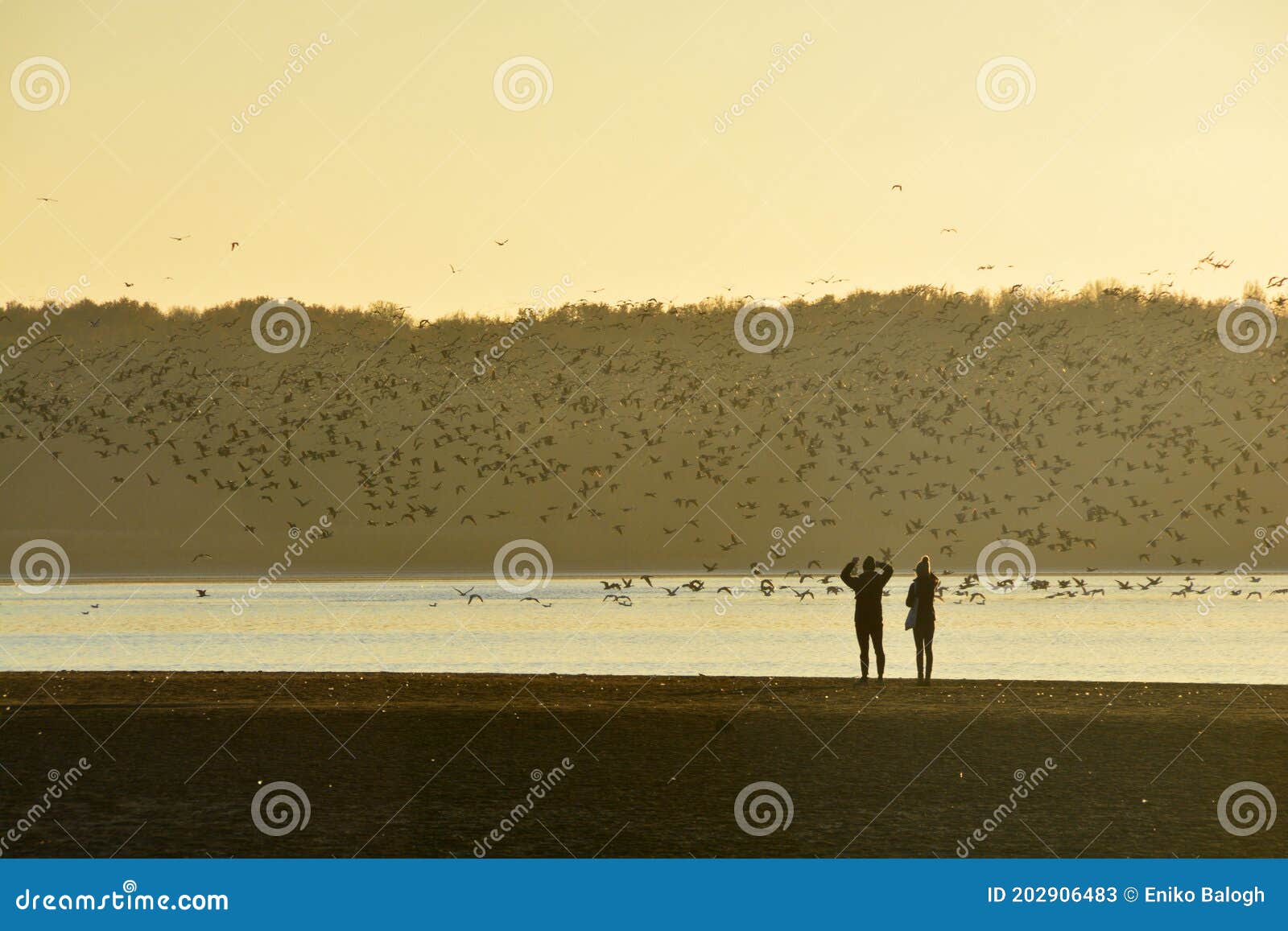 people are watching the thousands of wild geese overwinter on the lake