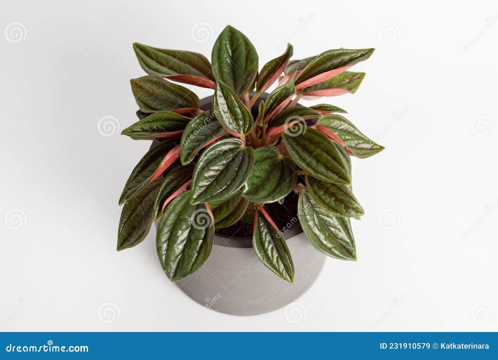 peperomia caperata rosso plants with beautiful leaves texture  on white background, potted plant