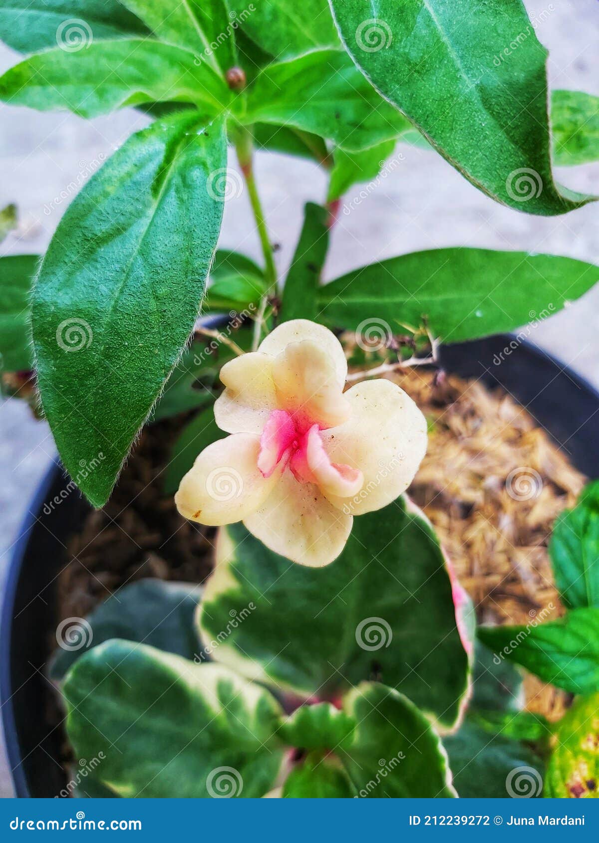 Peperomia Obtusifolia O Baby Flor De Caucho Foto de archivo - Imagen de  costoso, completo: 212239272