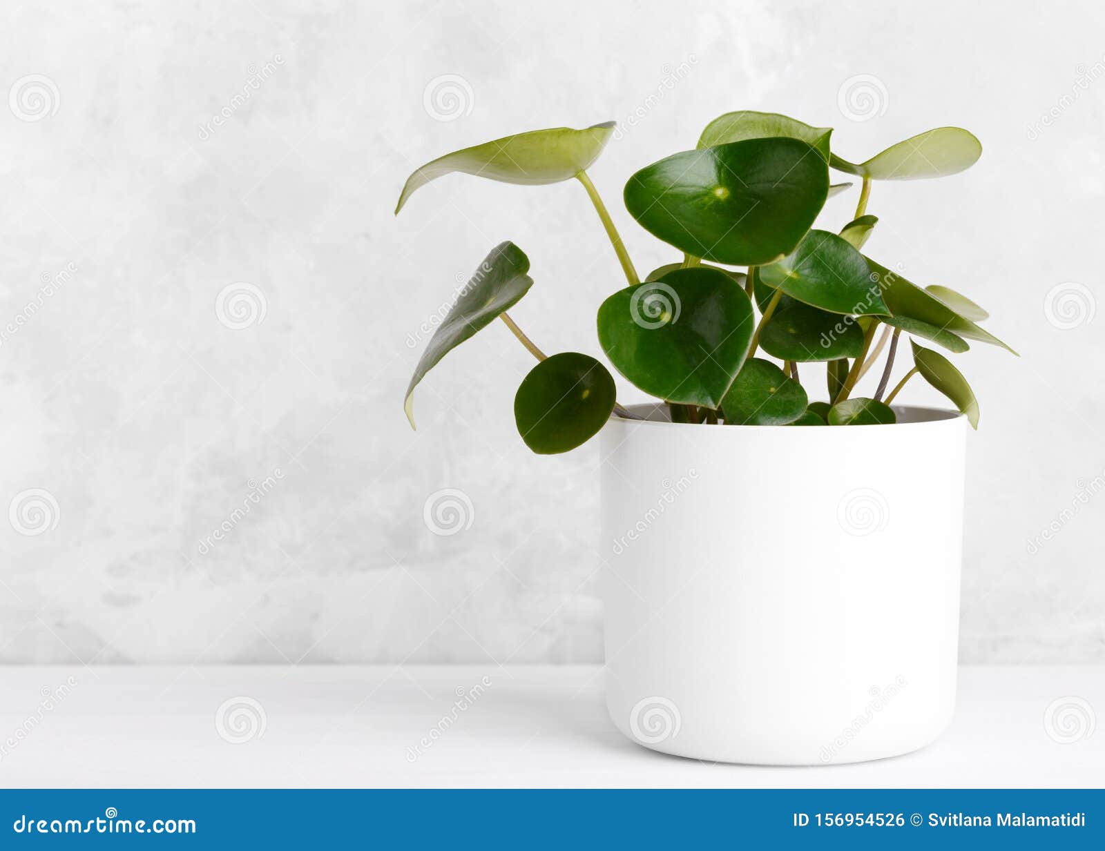 raindrop peperomia care raindrop peperomia care