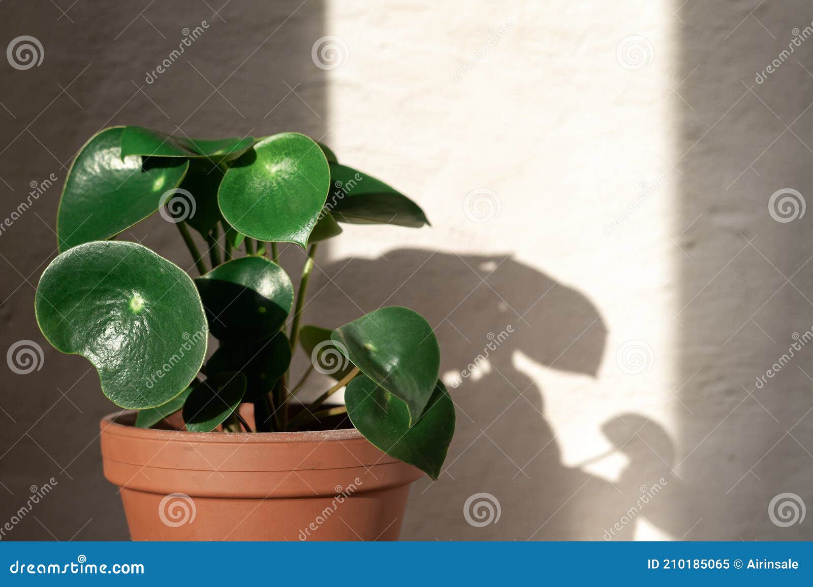 peperomia raindrop plant on concrete wall background