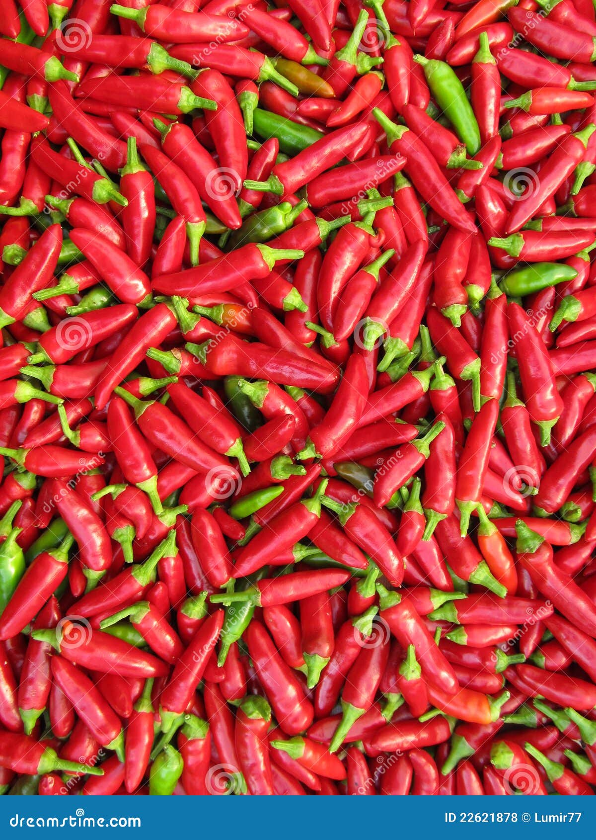 Piccoli peperoni di peperoncino rosso Picante un Mazetti dopo la raccolta